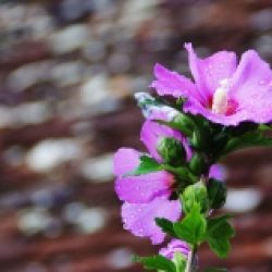 Morceaux choisis – 10 / Blaise Pascal
