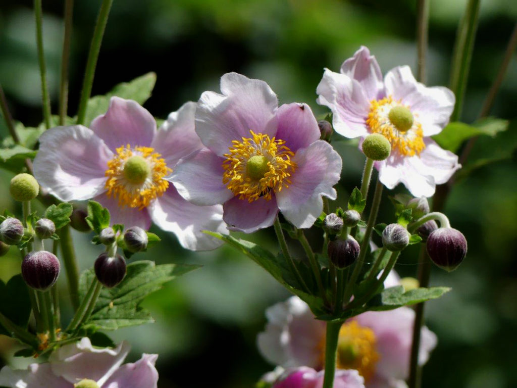 Jubilate Deo flowers