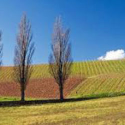 Le conte des trois arbres